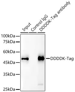 ABclonal Technology&nbsp;Magnetic Beads-conjugated Mouse anti DDDDK-Tag mAb