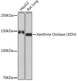 ABclonal Technology&nbsp;Xanthine Oxidase (XDH) Rabbit mAb