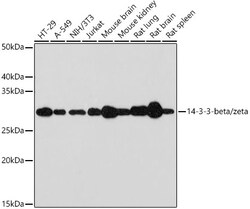 ABclonal Technology&nbsp;14-3-3-beta/zeta Rabbit mAb