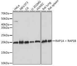 ABclonal Technology&nbsp;RAP1A + RAP1B Rabbit mAb