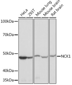 ABclonal Technology&nbsp;NCK1 Rabbit mAb
