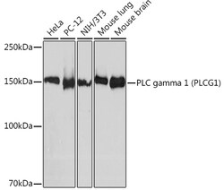 ABclonal Technology&nbsp;PLC gamma 1 (PLCG1) Rabbit mAb