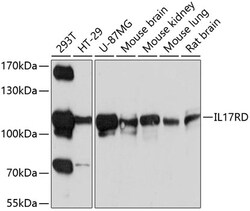 ABclonal Technology&nbsp;IL17RD Rabbit pAb