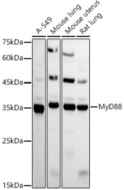 ABclonal Technology&nbsp;MyD88 Rabbit pAb