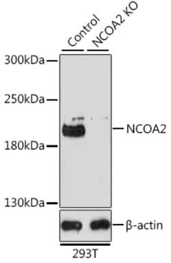 ABclonal Technology&nbsp;[KO Validated] NCOA2 Rabbit pAb