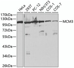 ABclonal Technology&nbsp;MCM3 Rabbit pAb