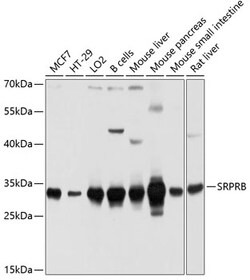 ABclonal Technology&nbsp;SRPRB Rabbit pAb