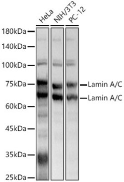 ABclonal Technology&nbsp;Lamin A/C Rabbit pAb