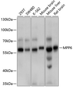 ABclonal Technology&nbsp;MPP6 Rabbit pAb