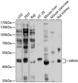 ABclonal Technology&nbsp;HRH4 Rabbit pAb