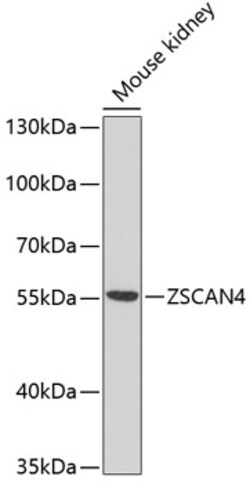 ABclonal Technology&nbsp;ZSCAN4C Rabbit pAb