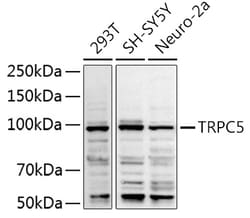 ABclonal Technology&nbsp;TRPC5 Rabbit pAb