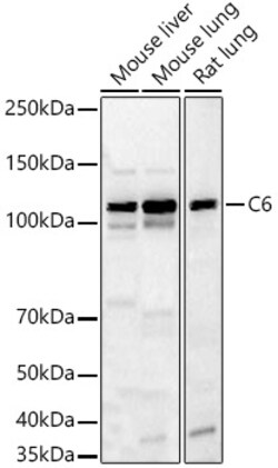 ABclonal Technology&nbsp;C6 Rabbit pAb