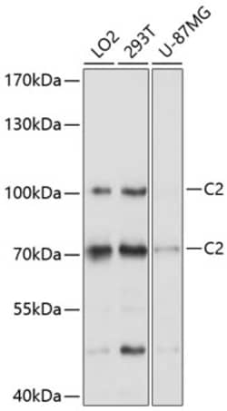 ABclonal Technology&nbsp;C2 Rabbit pAb