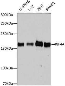 ABclonal Technology&nbsp;KIF4A Rabbit pAb