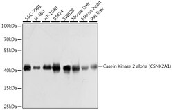 ABclonal Technology&nbsp;Casein Kinase 2 alpha (CSNK2A1) Rabbit pAb