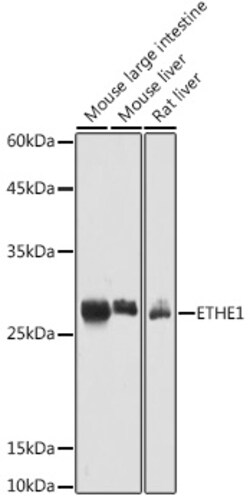 ABclonal Technology&nbsp;ETHE1 Rabbit pAb