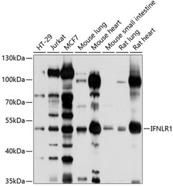 ABclonal Technology&nbsp;IFNLR1 Rabbit pAb
