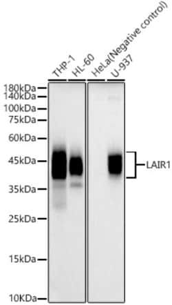 ABclonal Technology&nbsp;LAIR1 Rabbit pAb