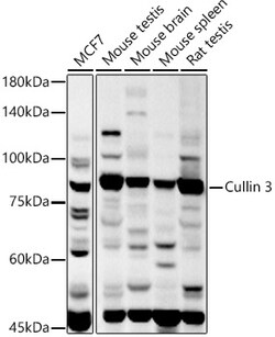 ABclonal Technology&nbsp;Cullin 3 Rabbit pAb