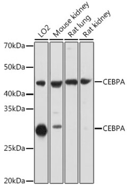 ABclonal Technology&nbsp;CEBPA Rabbit pAb