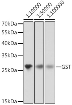 ABclonal Technology&nbsp;Mouse anti GST-Tag mAb