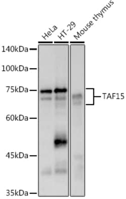 ABclonal Technology&nbsp;TAF15 Rabbit mAb