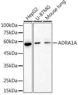 ABclonal Technology&nbsp;ADRA1A Rabbit mAb
