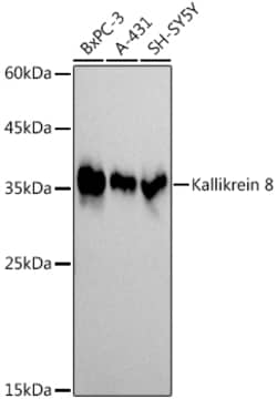 ABclonal Technology&nbsp;Kallikrein 8 Rabbit mAb