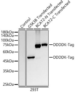 ABclonal Technology&nbsp;DDDDK-Tag Rabbit mAb