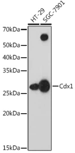 ABclonal Technology&nbsp;Cdx1 Rabbit mAb