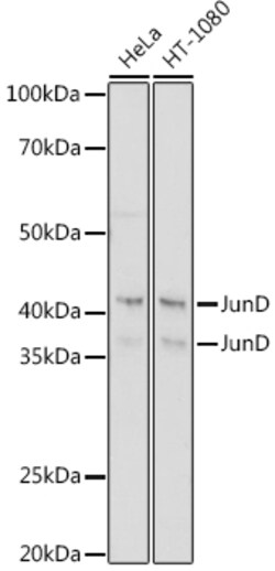 ABclonal Technology&nbsp;JunD Rabbit mAb
