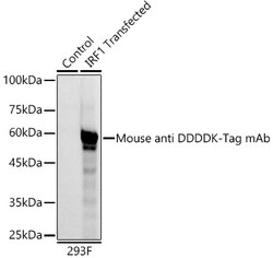 ABclonal Technology&nbsp;HRP-conjugated Mouse anti DDDDK-Tag mAb