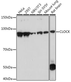 ABclonal Technology CLOCK Rabbit mAb, Quantity: Each of 1