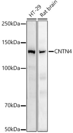 ABclonal Technology&nbsp;CNTN4 Rabbit mAb