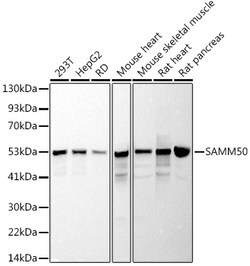 ABclonal Technology&nbsp;SAMM50 Rabbit mAb