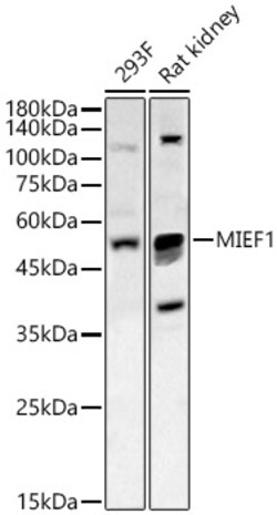 ABclonal Technology&nbsp;MIEF1 Rabbit pAb