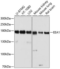 ABclonal Technology&nbsp;EEA1 Rabbit pAb