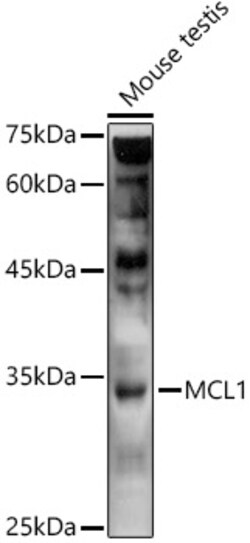 ABclonal Technology&nbsp;MCL1 Rabbit pAb