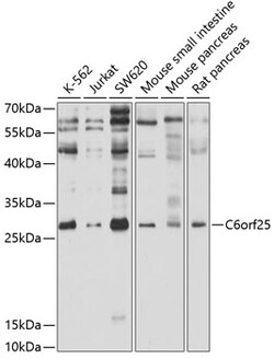 ABclonal Technology&nbsp;C6orf25 Rabbit pAb