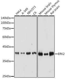 ABclonal Technology&nbsp;[KO Validated] ERK2 Rabbit pAb