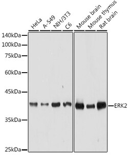 ABclonal Technology&nbsp;[KO Validated] ERK2 Rabbit pAb