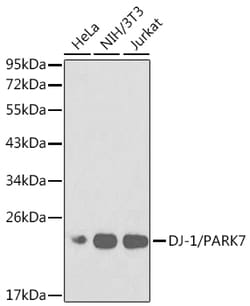 ABclonal Technology [KO Validated] DJ-1/PARK7 Rabbit pAb, Quantity: Each