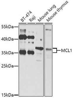 ABclonal Technology&nbsp;MCL1 Rabbit pAb