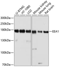 ABclonal Technology&nbsp;EEA1 Rabbit pAb