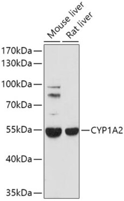 ABclonal Technology&nbsp;CYP1A2 Rabbit pAb