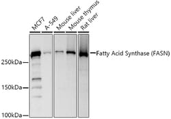 ABclonal Technology&nbsp;Fatty Acid Synthase (FASN) Rabbit pAb