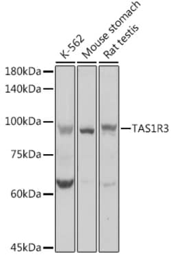 ABclonal Technology&nbsp;TAS1R3 Rabbit pAb
