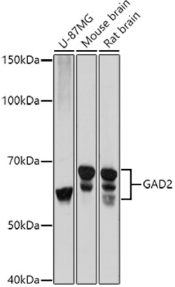 ABclonal Technology&nbsp;GAD65/GAD2 Rabbit pAb