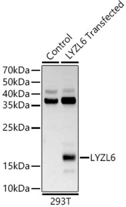 ABclonal Technology&nbsp;LYZL6 Rabbit pAb
